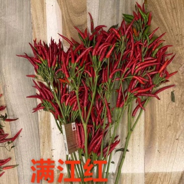 杂交簇生高辣朝天椒种子，早熟，分枝力强，辣味浓，易干制