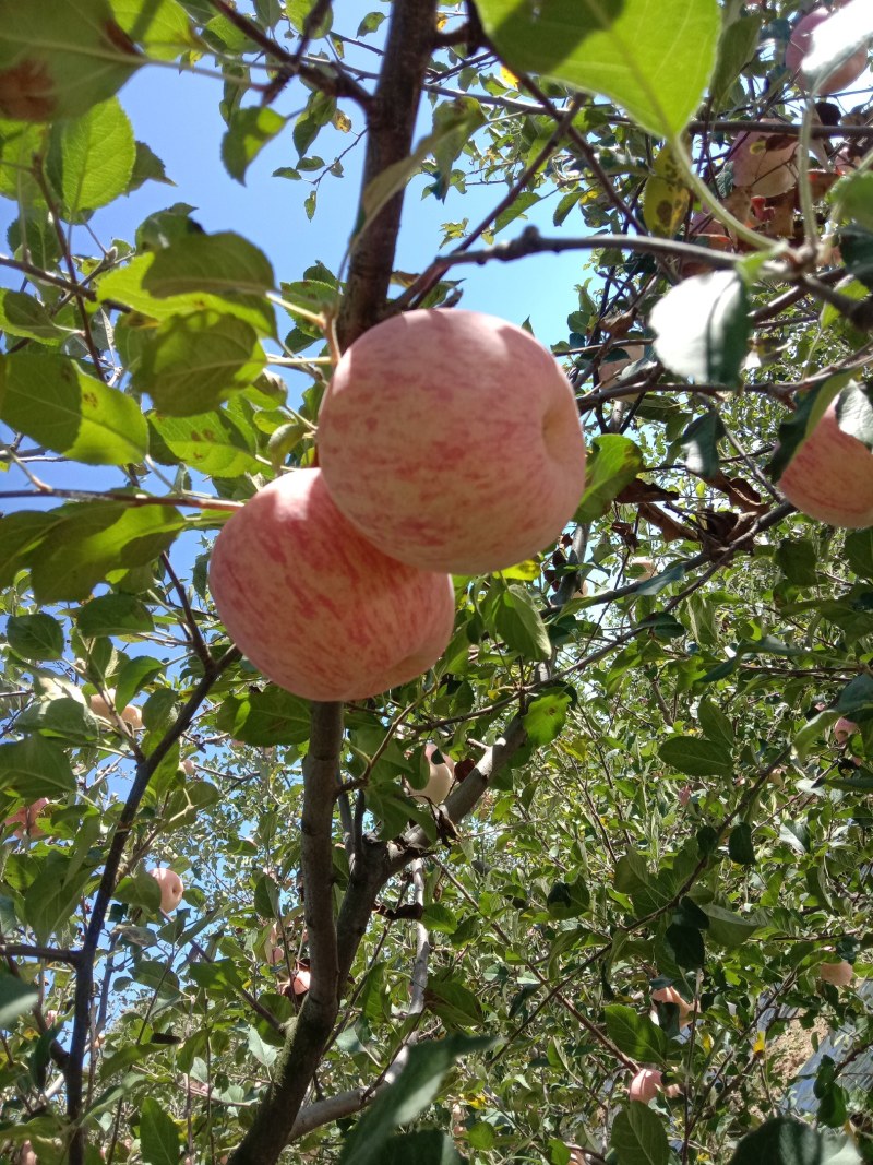 陕西旬邑马栏红红富士苹果(冷库货)正在抢购中