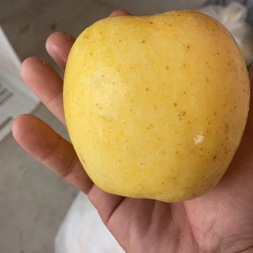 黄金维纳斯