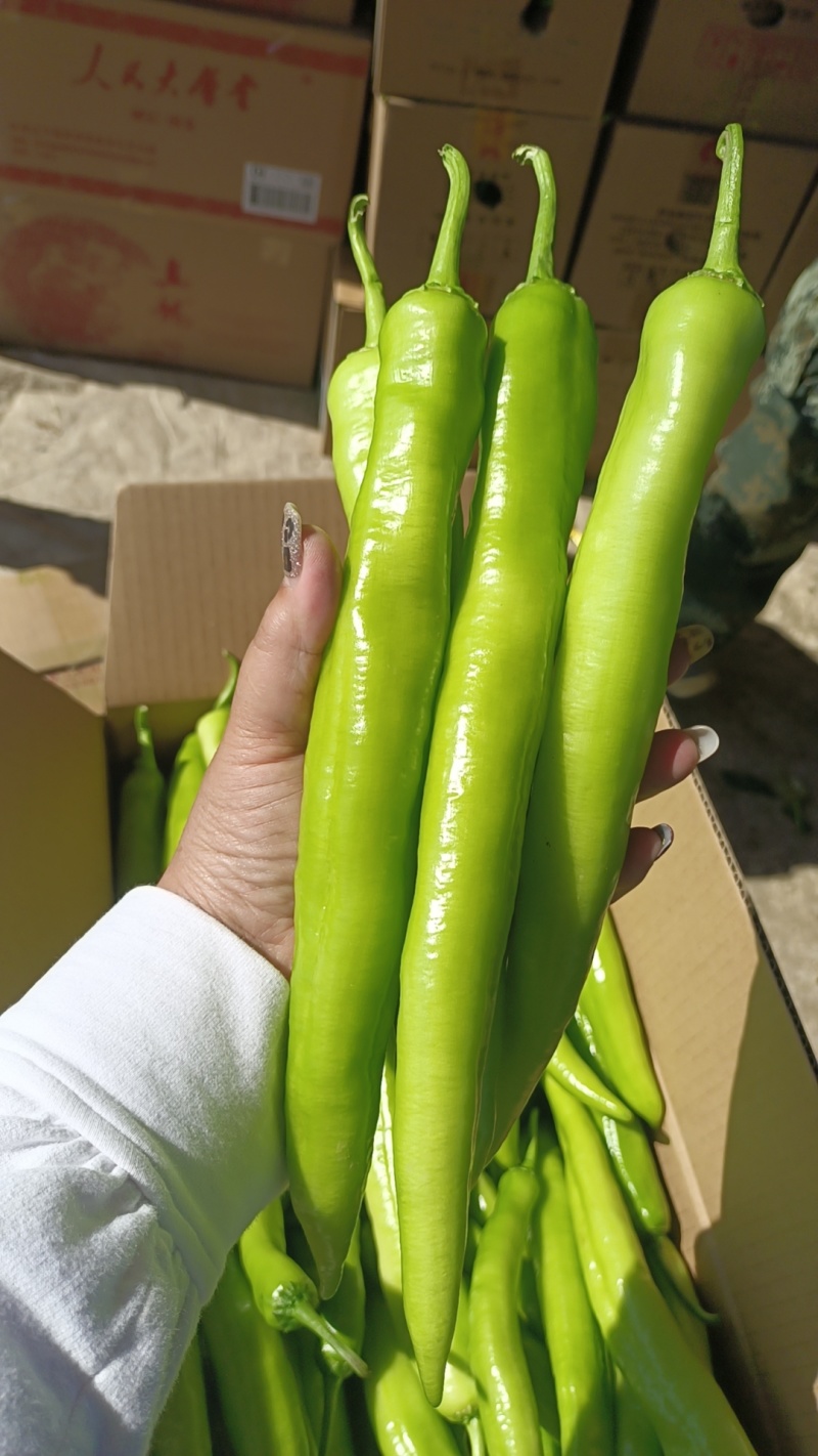 辽宁产地大量批发黄皮尖椒价钱合理品质新鲜现摘现装车