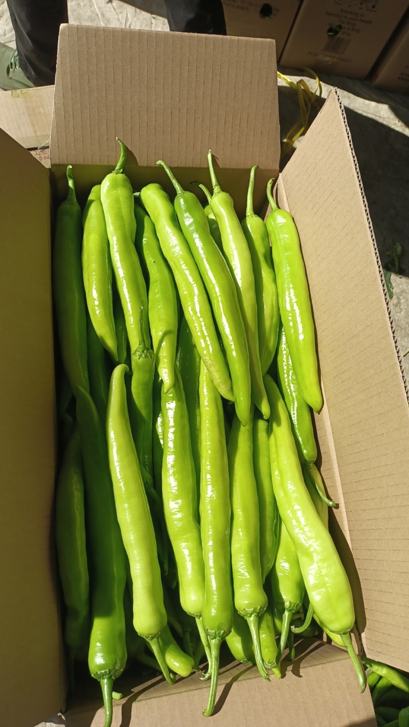辽宁产地大量批发黄皮尖椒价钱合理品质新鲜现摘现装车