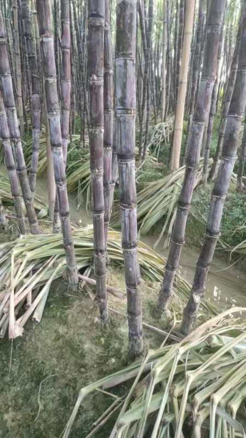 甘蔗