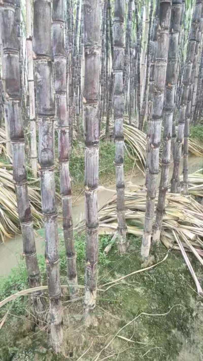 甘蔗