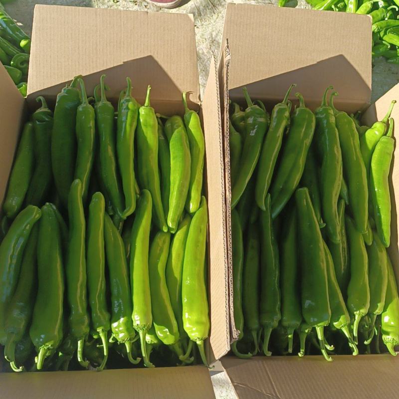 辽宁产地大量批发黄皮尖椒价钱合理品质新鲜现摘现装车