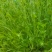 河北豌豆苗纯水培豌豆苗豌豆尖切根豌豆尖活体豌豆尖