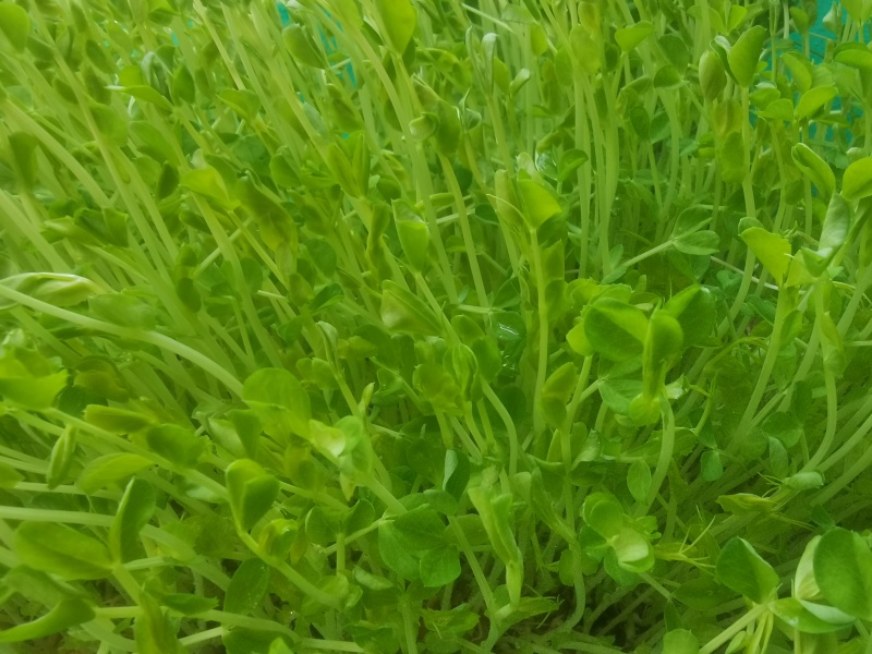 河北豌豆苗纯水培豌豆苗豌豆尖切根豌豆尖活体豌豆尖
