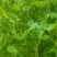 河北豌豆苗纯水培豌豆苗豌豆尖切根豌豆尖活体豌豆尖