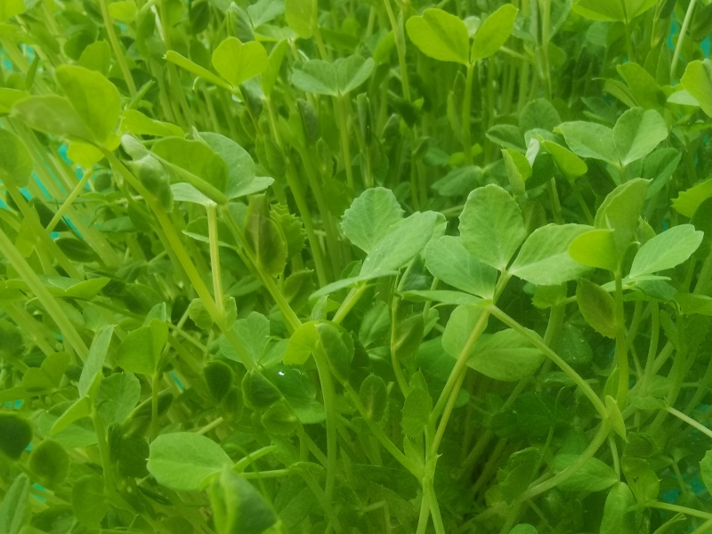 河北豌豆苗纯水培豌豆苗豌豆尖切根豌豆尖活体豌豆尖