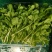 河北豌豆苗纯水培豌豆苗豌豆尖切根豌豆尖活体豌豆尖