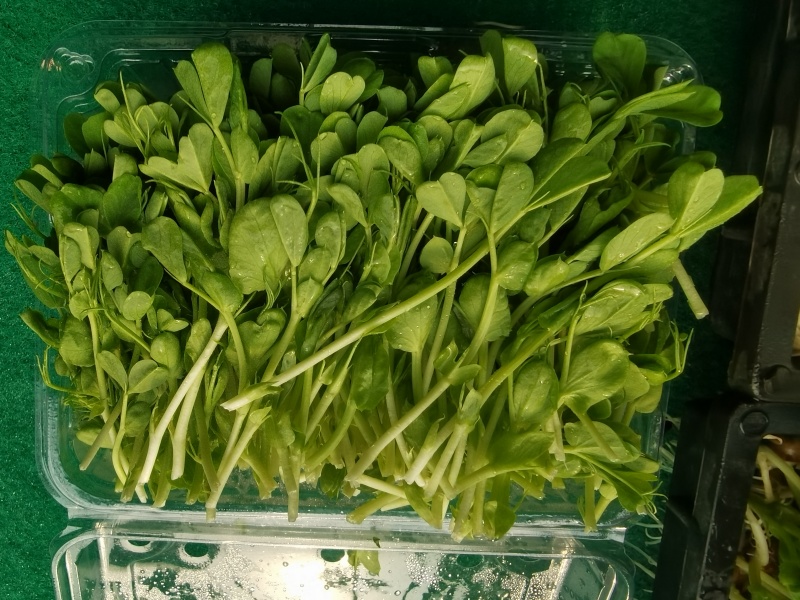 河北豌豆苗纯水培豌豆苗豌豆尖切根豌豆尖活体豌豆尖