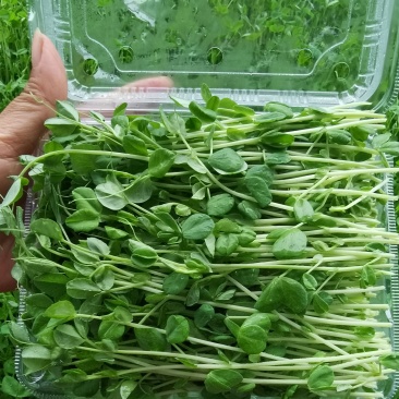 河北豌豆苗纯水培豌豆苗豌豆尖切根豌豆尖活体豌豆尖