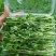 河北豌豆苗纯水培豌豆苗豌豆尖切根豌豆尖活体豌豆尖