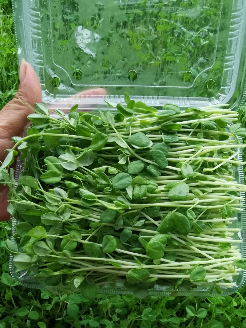河北豌豆苗纯水培豌豆苗豌豆尖切根豌豆尖活体豌豆尖