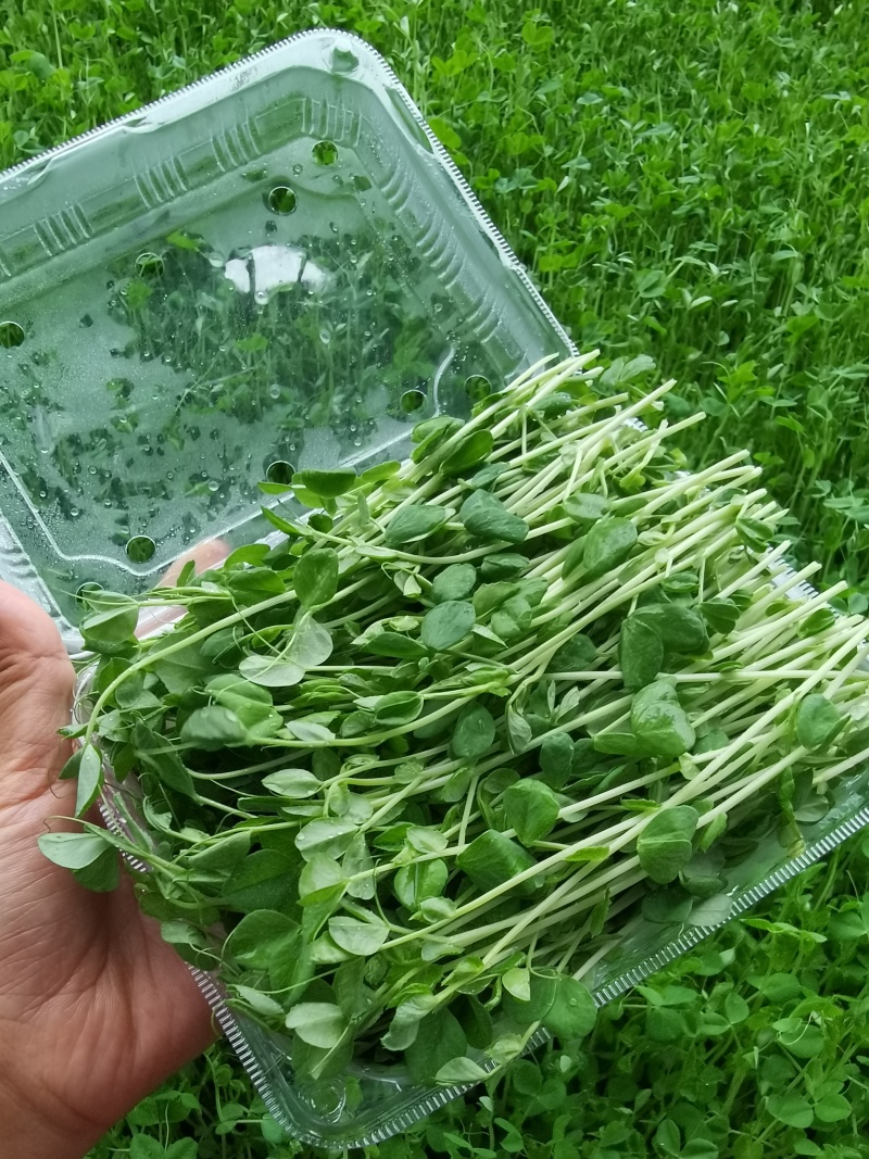 河北豌豆苗纯水培豌豆苗豌豆尖切根豌豆尖活体豌豆尖