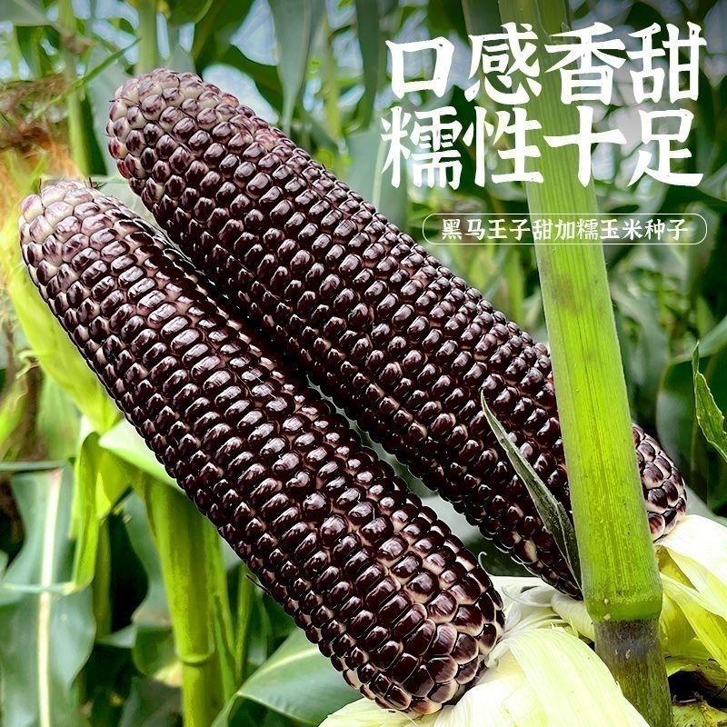 黑宝甜糯黑玉米种籽子富含花青素大棒高产抗病适应性广春夏秋