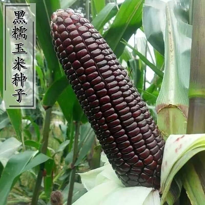 黑宝甜糯黑玉米种籽子富含花青素大棒高产抗病适应性广春夏秋