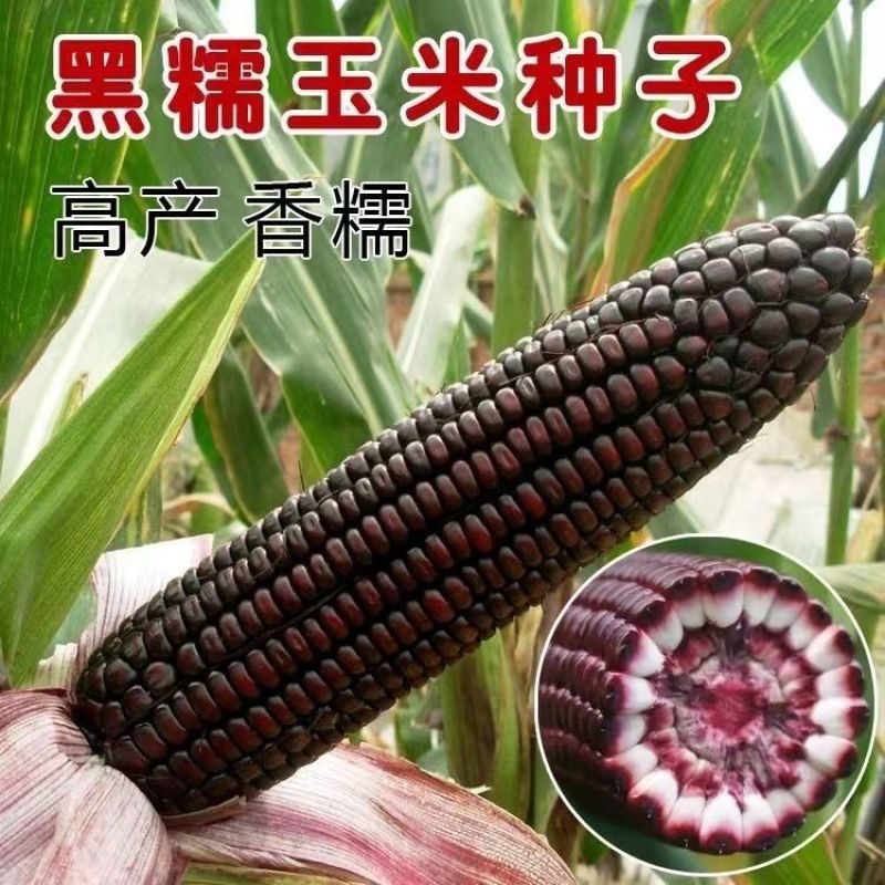 黑宝甜糯黑玉米种籽子富含花青素大棒高产抗病适应性广春夏秋