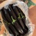 精品绿裤子长茄大量上市现摘现发承接全国订单欢迎订购