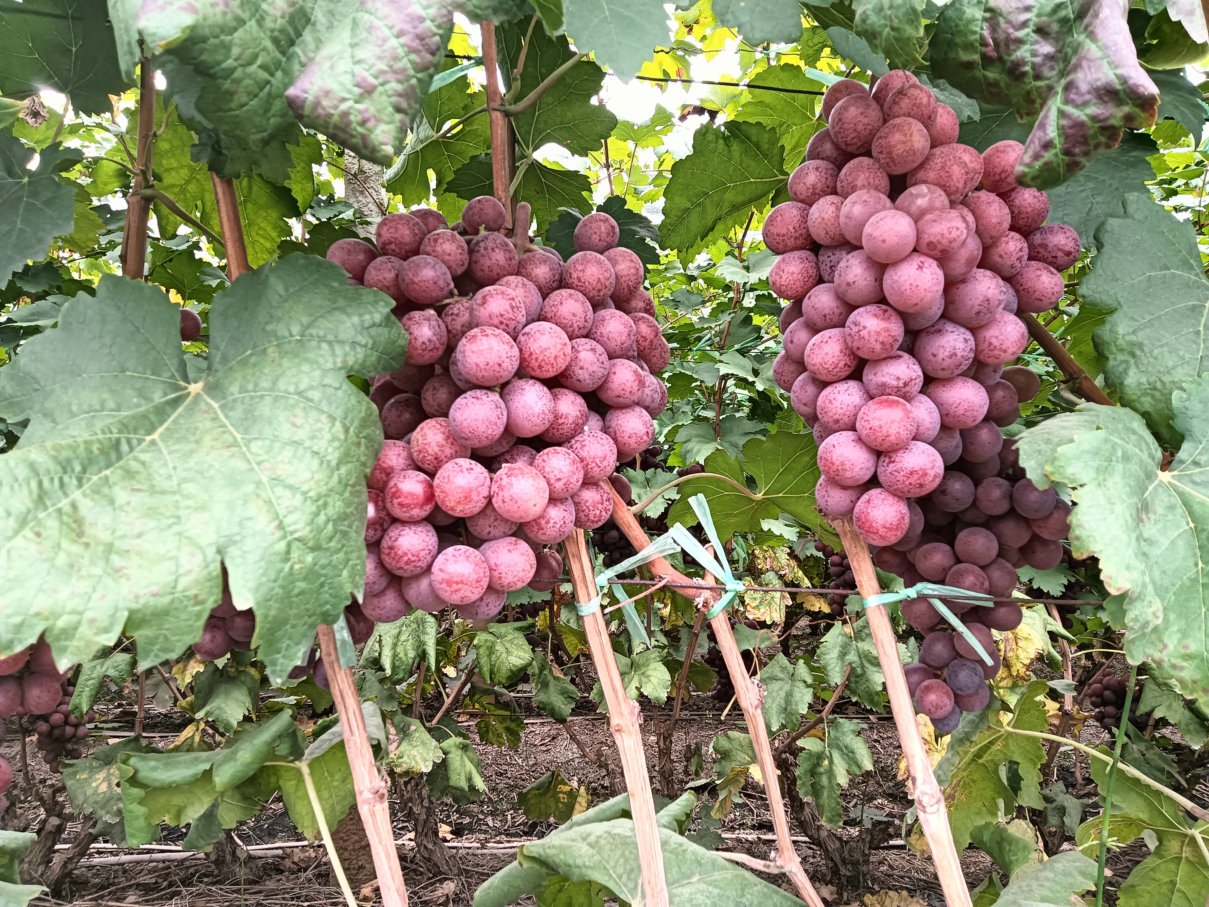 青提果园实景图,展示成熟青提挂在藤上的状态 青提果园实景图