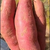 优质红薯烟薯25/西瓜红济薯26产地直发/全国发货