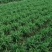 韭菜根，韭菜苗根，紫根，大量有货，现挖现卖，量大从优。