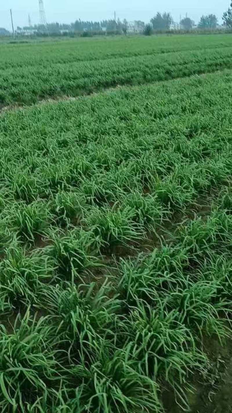 韭菜根，韭菜苗根，紫根，大量有货，现挖现卖，量大从优。