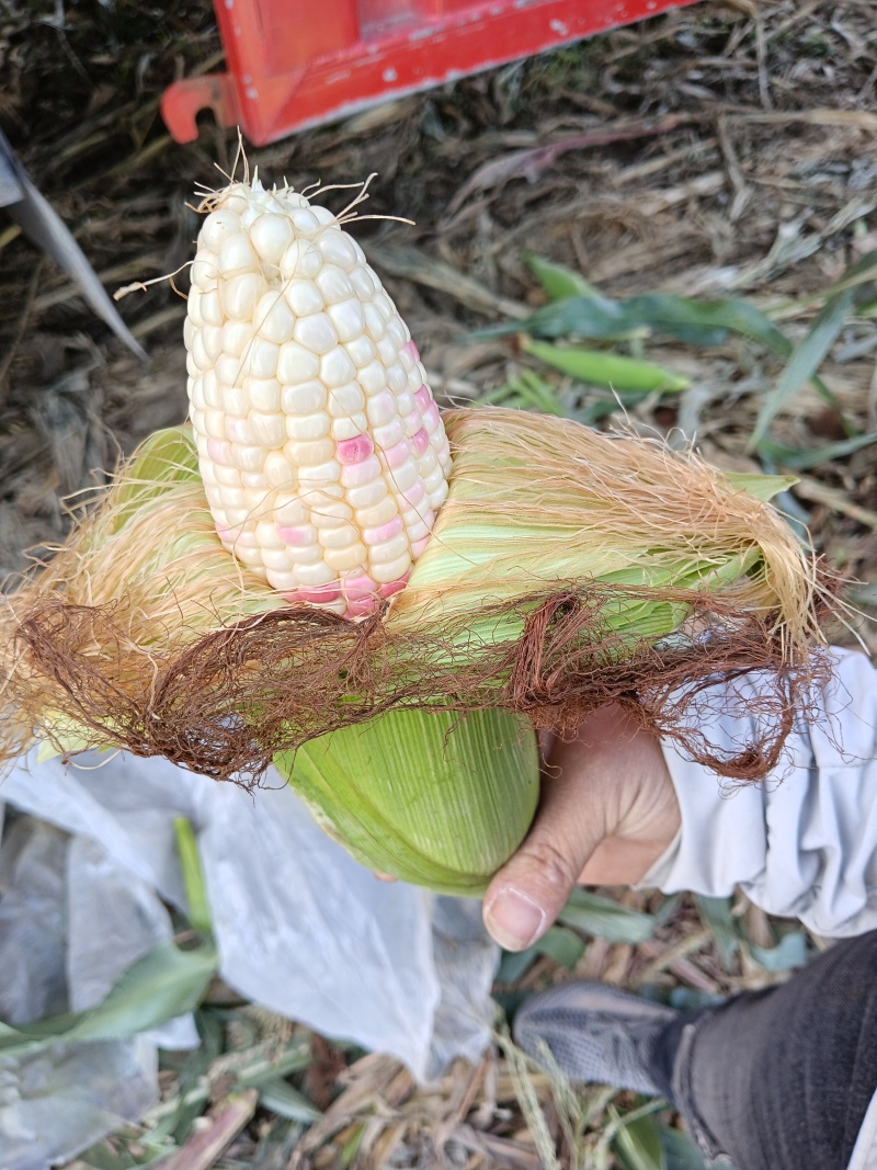 花甜糯502676932