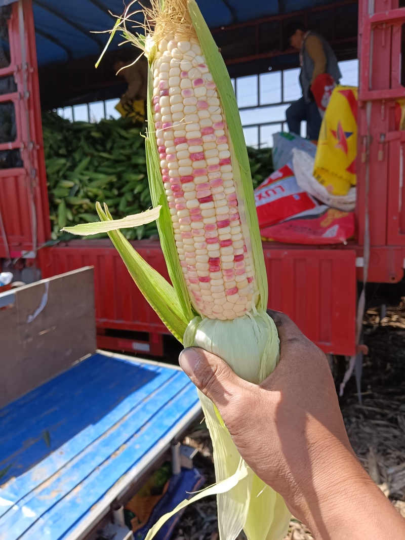 花甜糯502676932