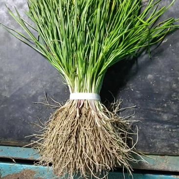 韭菜根，韭菜苗根，紫根，大量有货，现挖现卖，量大从优。