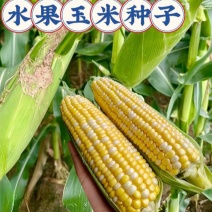 美珍204水果玉米种子高产抗病大棒非转基因黄白水果玉米种