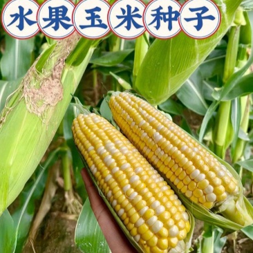 美珍204水果玉米种子高产抗病大棒非转基因黄白水果玉米种