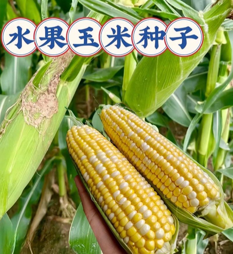 美珍204水果玉米种子高产抗病大棒非转基因黄白水果玉米种
