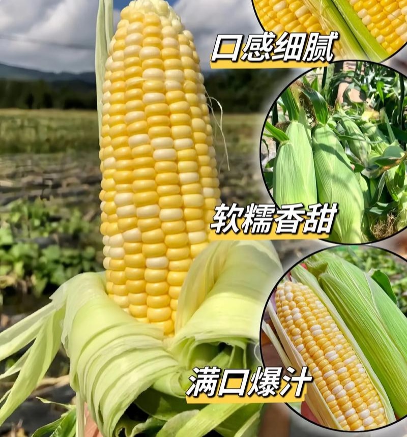 美珍204水果玉米种子高产抗病大棒非转基因黄白水果玉米种