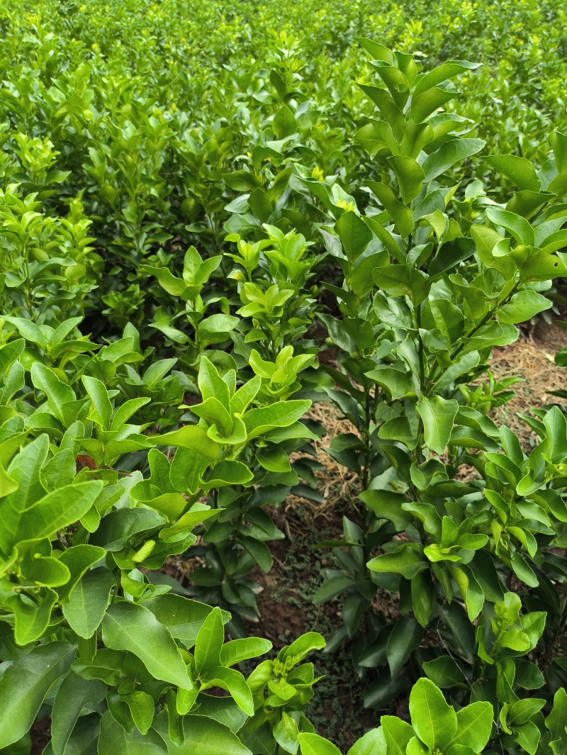沙糖橘苗金秋沙糖橘苗早熟沙糖橘品种纯正技术支持