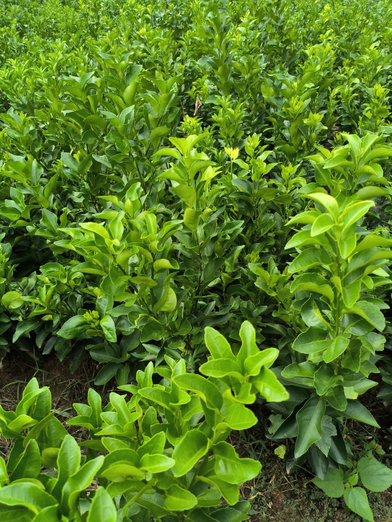 沙糖橘苗金秋沙糖橘苗早熟沙糖橘品种纯正技术支持