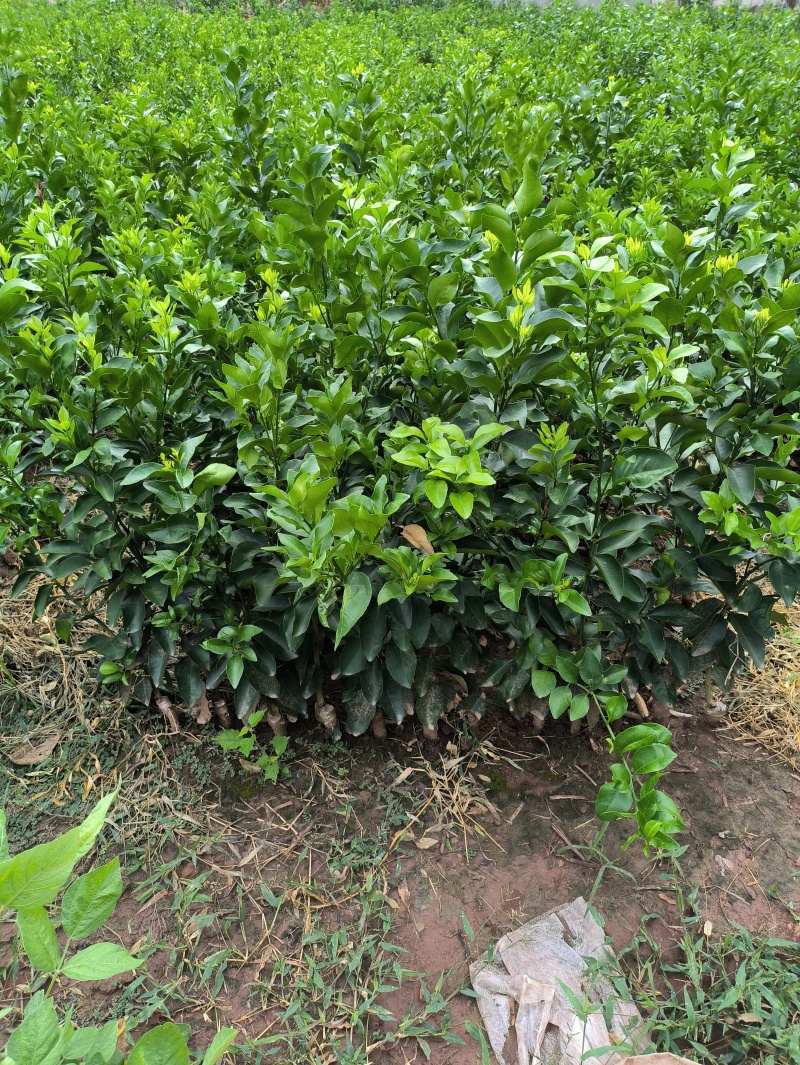 沙糖橘苗金秋沙糖橘苗早熟沙糖橘品种纯正技术支持