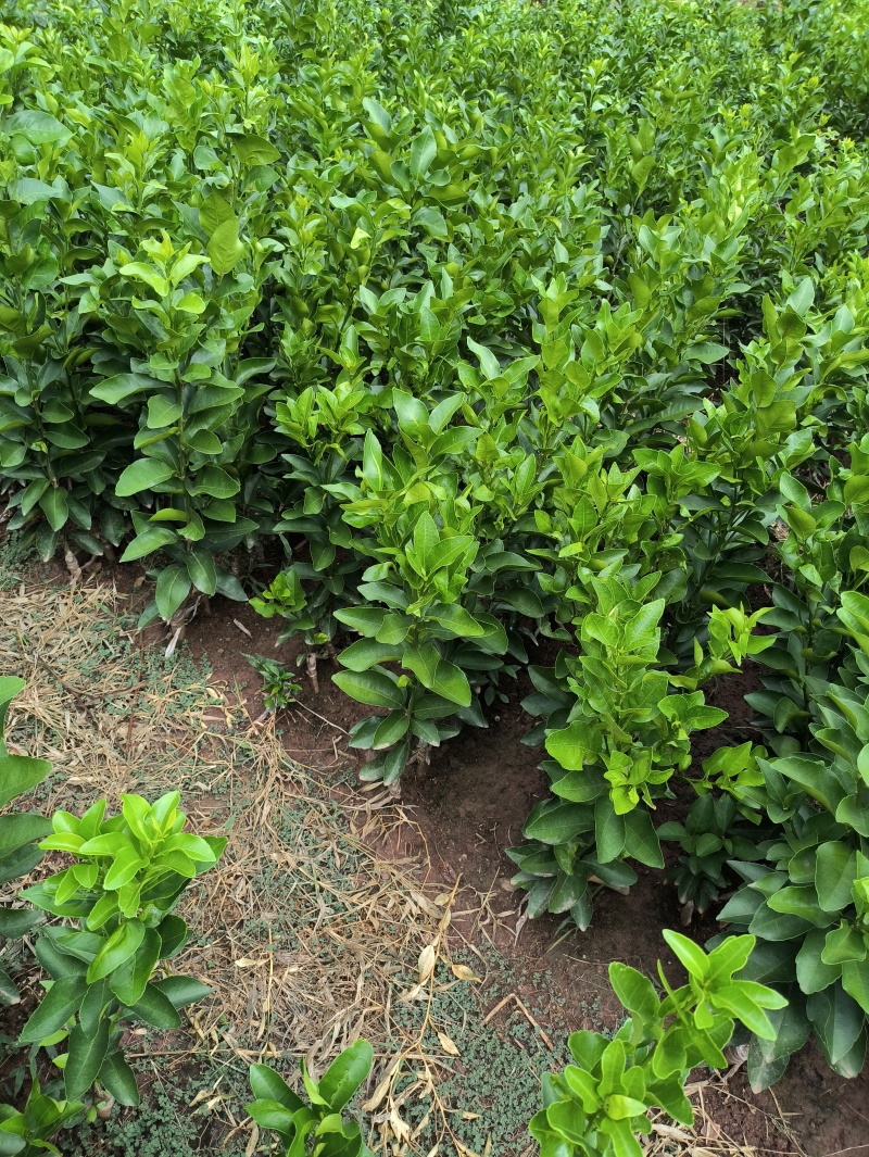 沙糖橘苗金秋沙糖橘苗早熟沙糖橘品种纯正技术支持