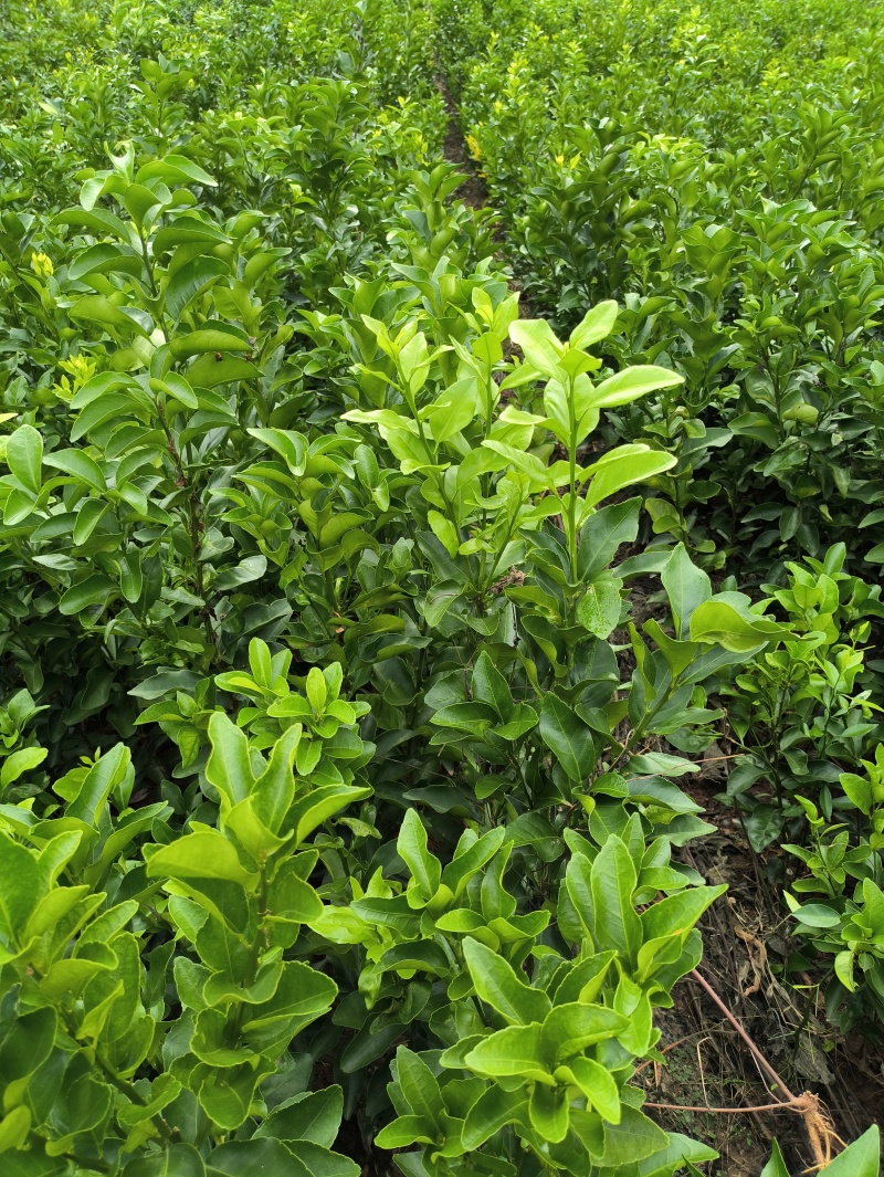 沙糖橘苗金秋沙糖橘苗早熟沙糖橘品种纯正技术支持
