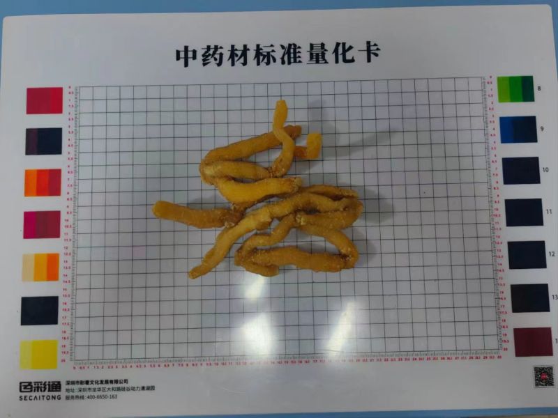 【玉竹熟条】连州玉竹产地直供质量保证货源充足欢迎订购