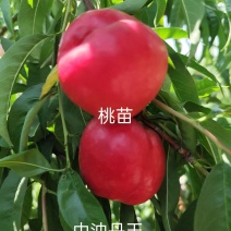 中油丹玉桃苗，油桃苗，早熟油桃苗，黄肉油桃苗，