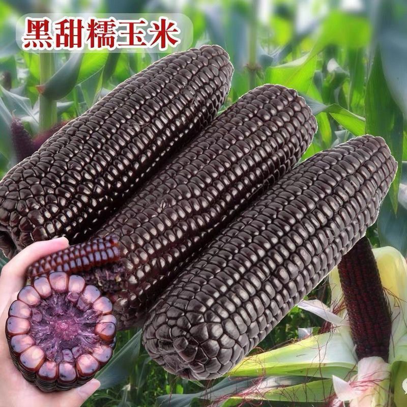 黑帝67黑玉米种子高产抗病大田基地杂交品种黑甜糯黑色玉米