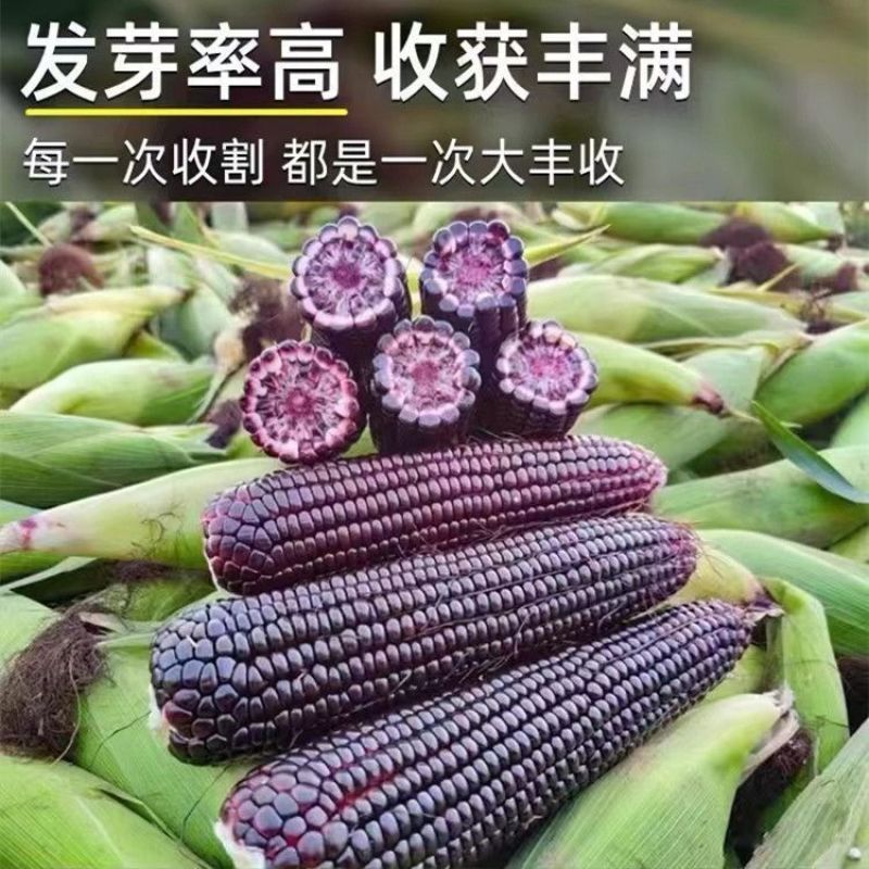 黑帝67黑玉米种子高产抗病大田基地杂交品种黑甜糯黑色玉米
