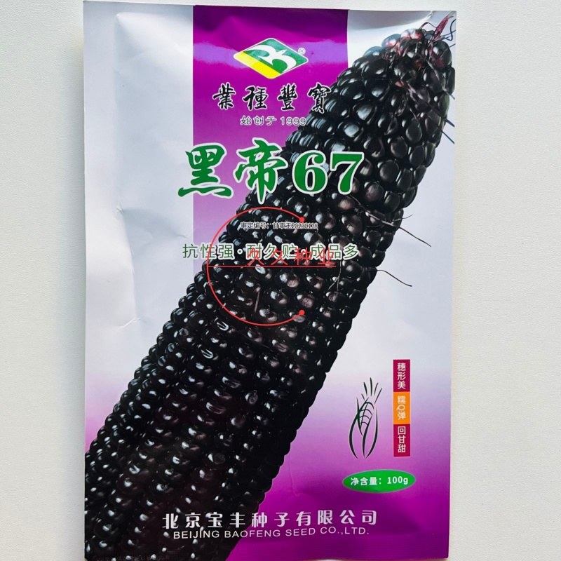 黑帝67黑玉米种子高产抗病大田基地杂交品种黑甜糯黑色玉米