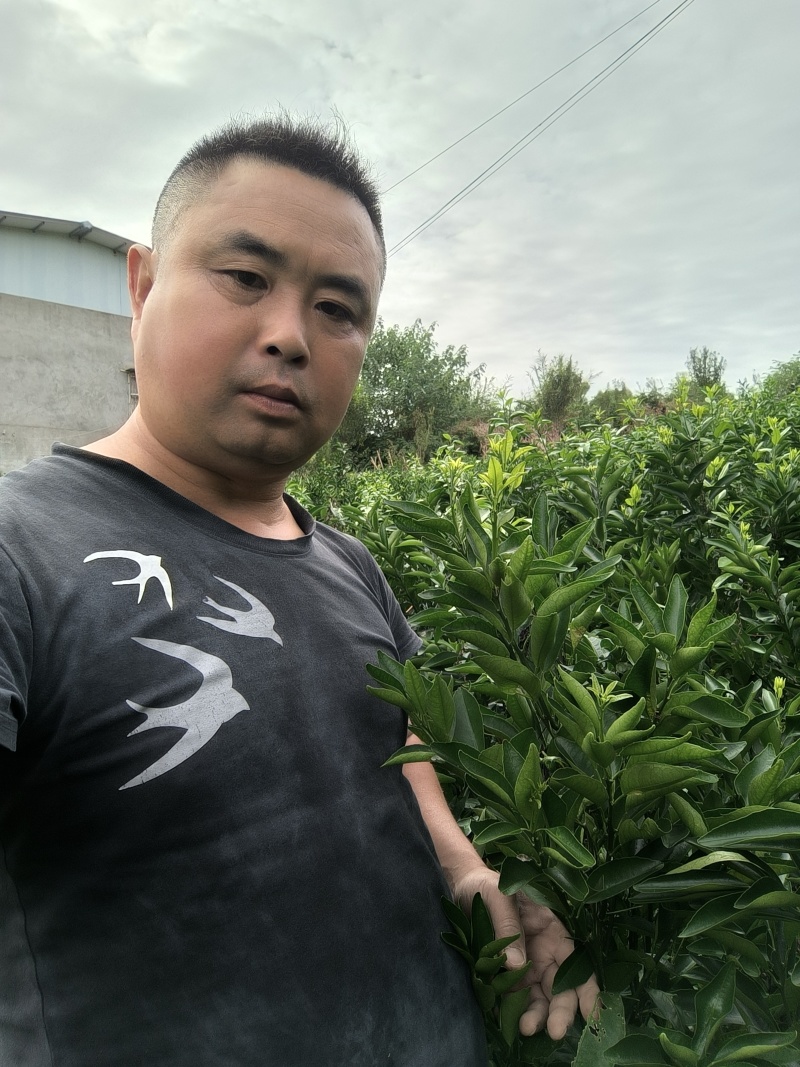 沃柑苗香橙粘红橘粘木沃柑苗健康苗提供技术支持