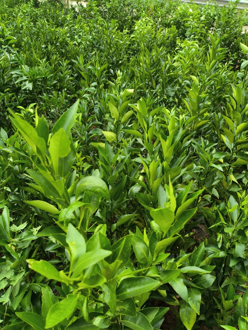 沃柑苗香橙粘红橘粘木沃柑苗健康苗提供技术支持