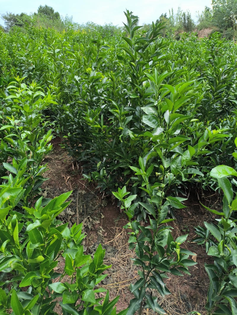 沃柑苗香橙粘红橘粘木沃柑苗健康苗提供技术支持