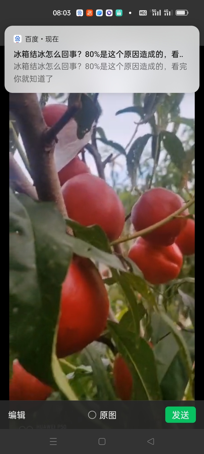 中油丹玉桃苗，油桃苗，早熟油桃苗，黄肉油桃苗，