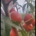 中油丹玉桃苗，油桃苗，早熟油桃苗，黄肉油桃苗，