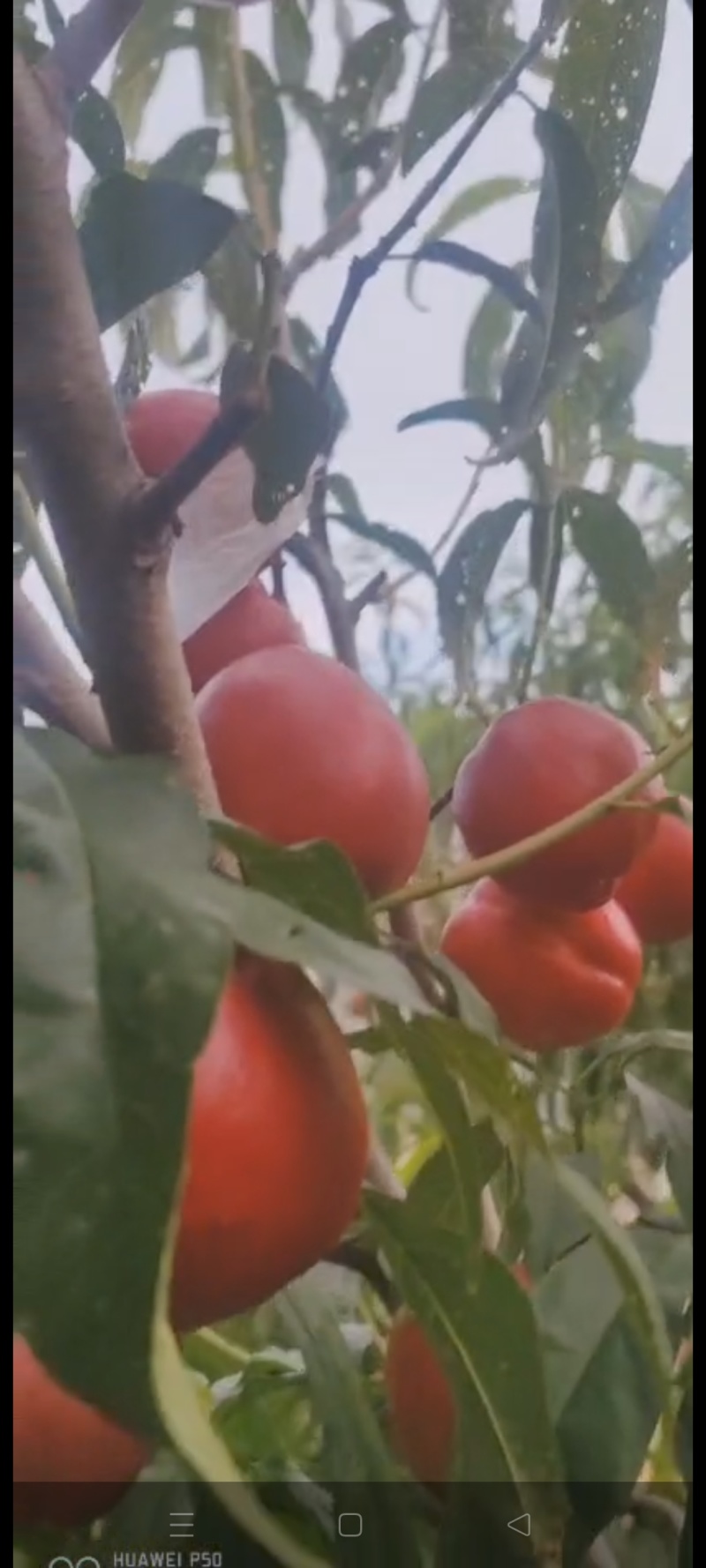 中油丹玉桃苗，油桃苗，早熟油桃苗，黄肉油桃苗，