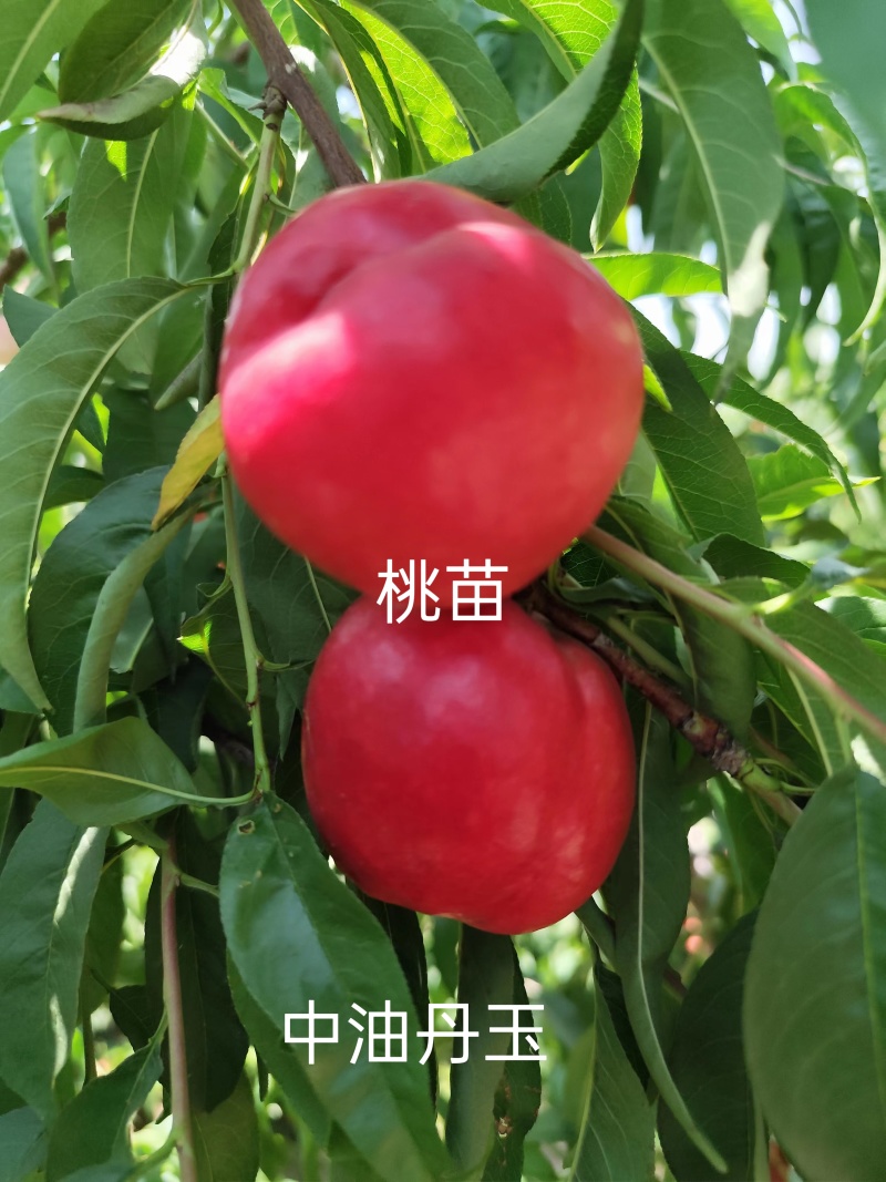 中油丹玉桃苗，油桃苗，早熟油桃苗，黄肉油桃苗，